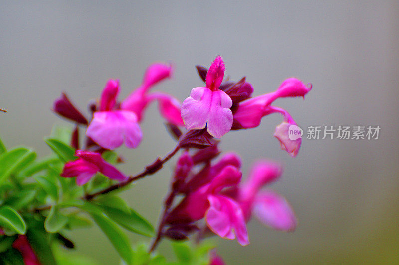 小叶鼠尾草/鼠尾草双色花，白色和红色